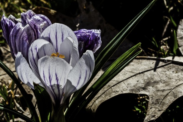 fruehling im oberen schloss - (c) l lammers.jpg